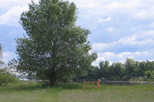 Balade en famille : Les sentiers-nature des Brocs - LA CELLE-SUR-LOIRE