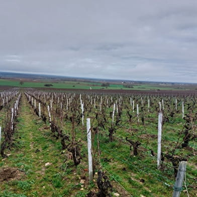 Butte de Saint-Andelain : panorama sur les vignobles du Pouilly Fumé