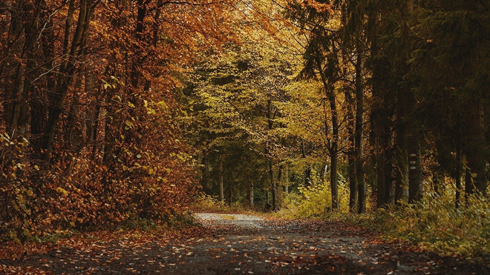 Randonnée Téléthon