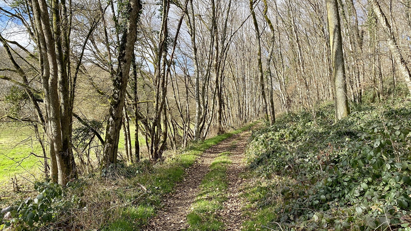 Promenons-nous dans les bois à Saint-Loup