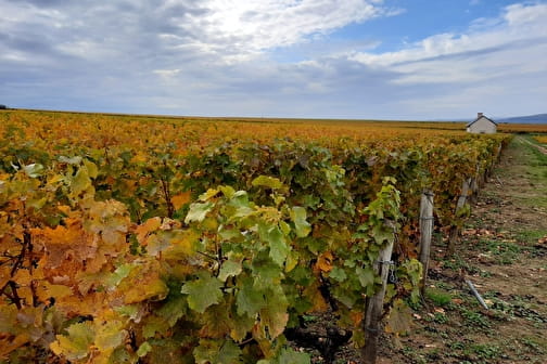 De la vigne au vin à Pouilly - POUILLY-SUR-LOIRE