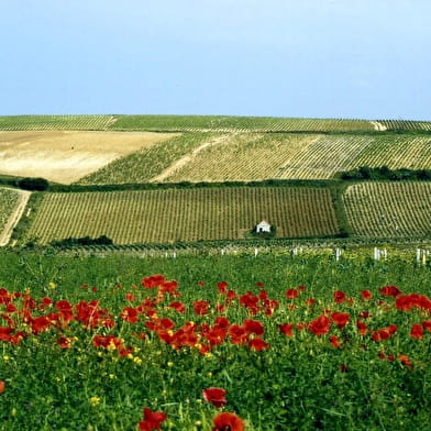 Vignoble de Pouilly-Fumé et Pouilly-sur-Loire