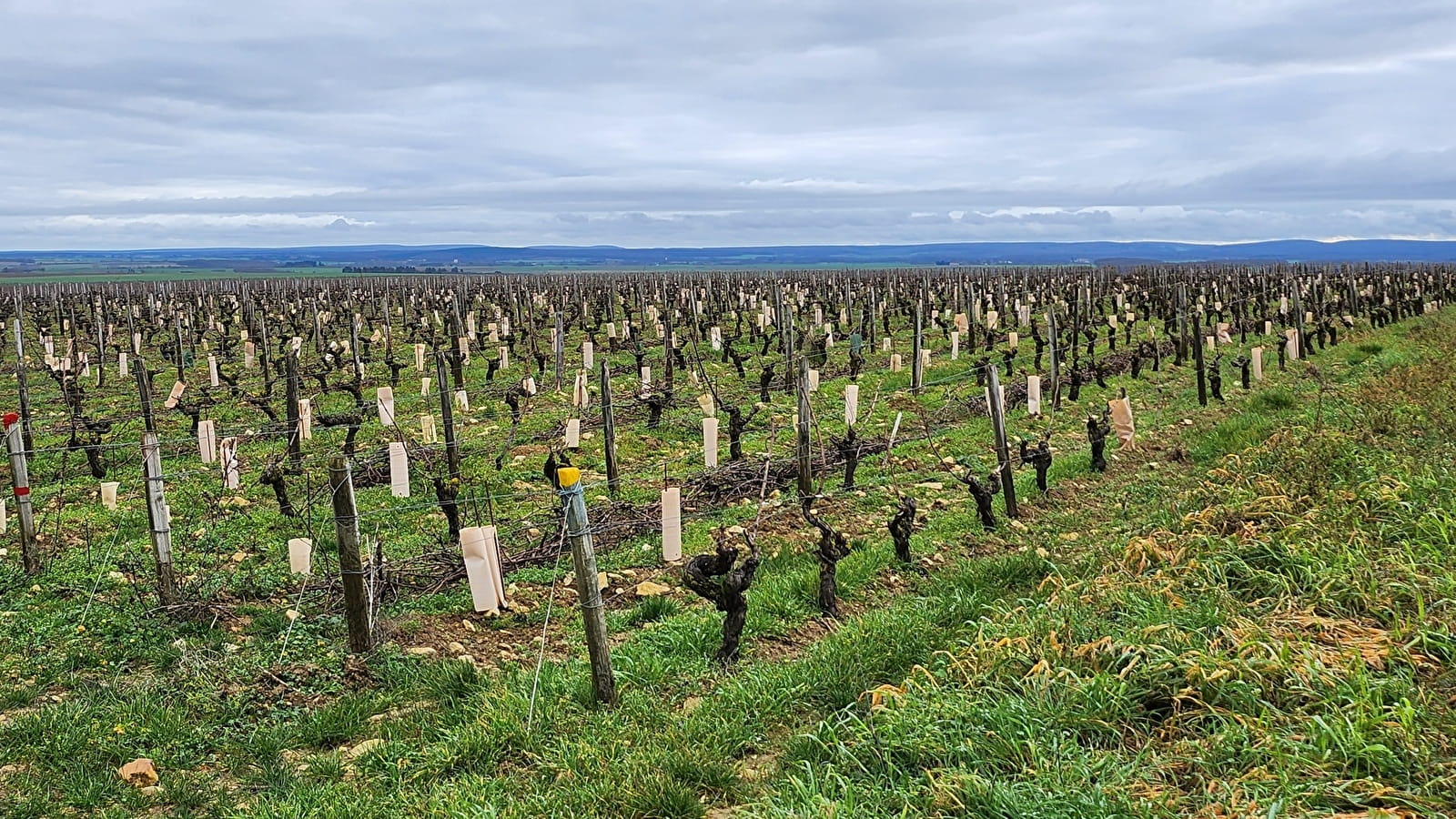 Depuis un beau panorama sur le vignoble de Saint-Andelain