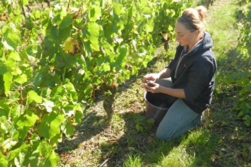 Cave Nérot - SAINT-PERE