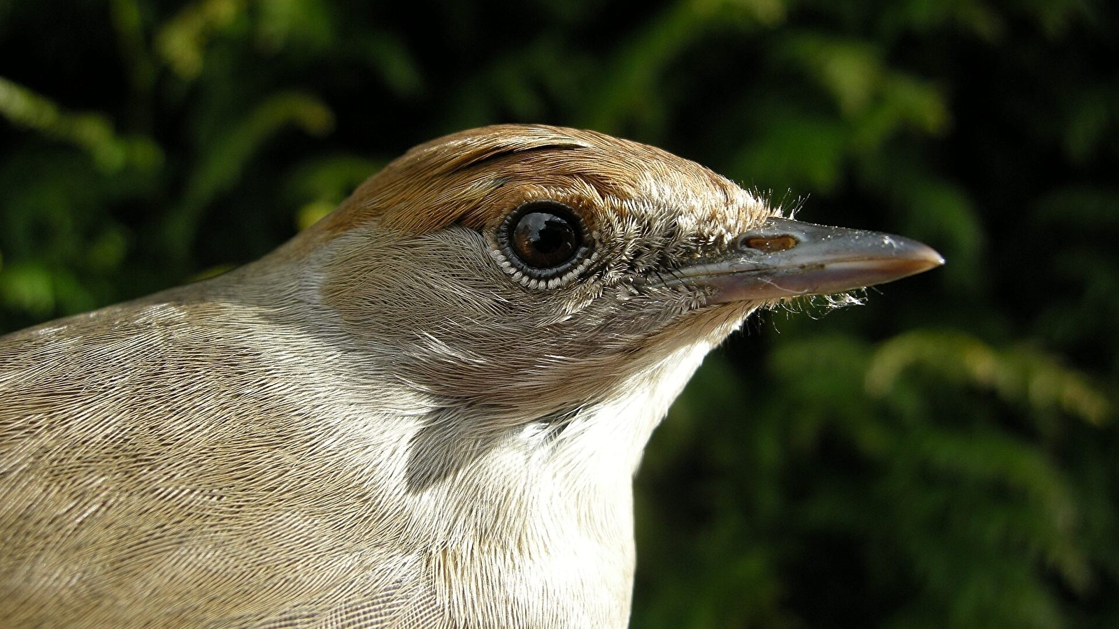 Restitution publique sur l'Atlas de la Biodiversité Communale
