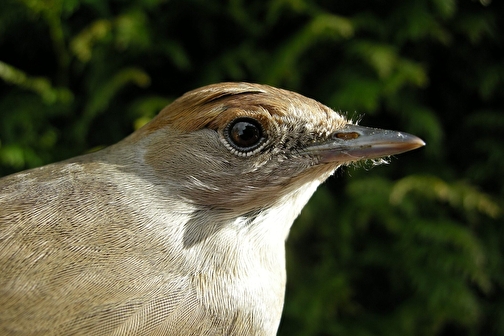 Restitution publique sur l'Atlas de la Biodiversité Communale - COSNE-COURS-SUR-LOIRE
